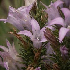 Wahlenbergia fasciculata