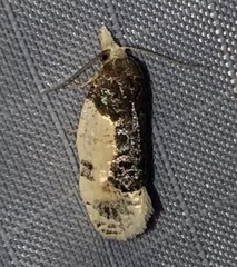 Henricus edwardsiana