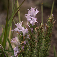 Wahlenbergia fasciculata