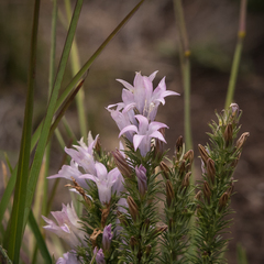 Wahlenbergia fasciculata