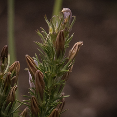 Wahlenbergia fasciculata