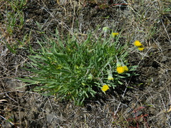Erigeron bloomeri