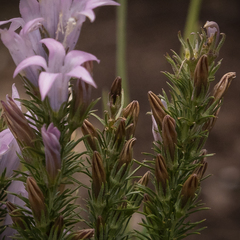 Wahlenbergia fasciculata