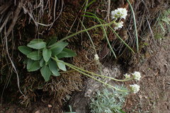 Micranthes rhomboidea