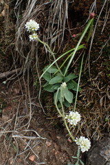 Micranthes rhomboidea