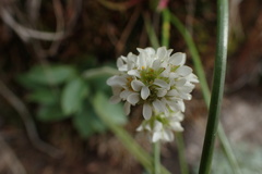 Micranthes rhomboidea