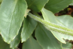 Micranthes rhomboidea