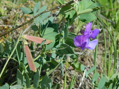 Lathyrus pauciflorus