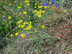 Lomatium ambiguum