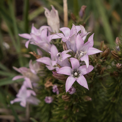 Wahlenbergia fasciculata