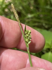 Carex gracilescens