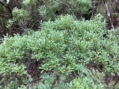 Vaccinium dentatum
