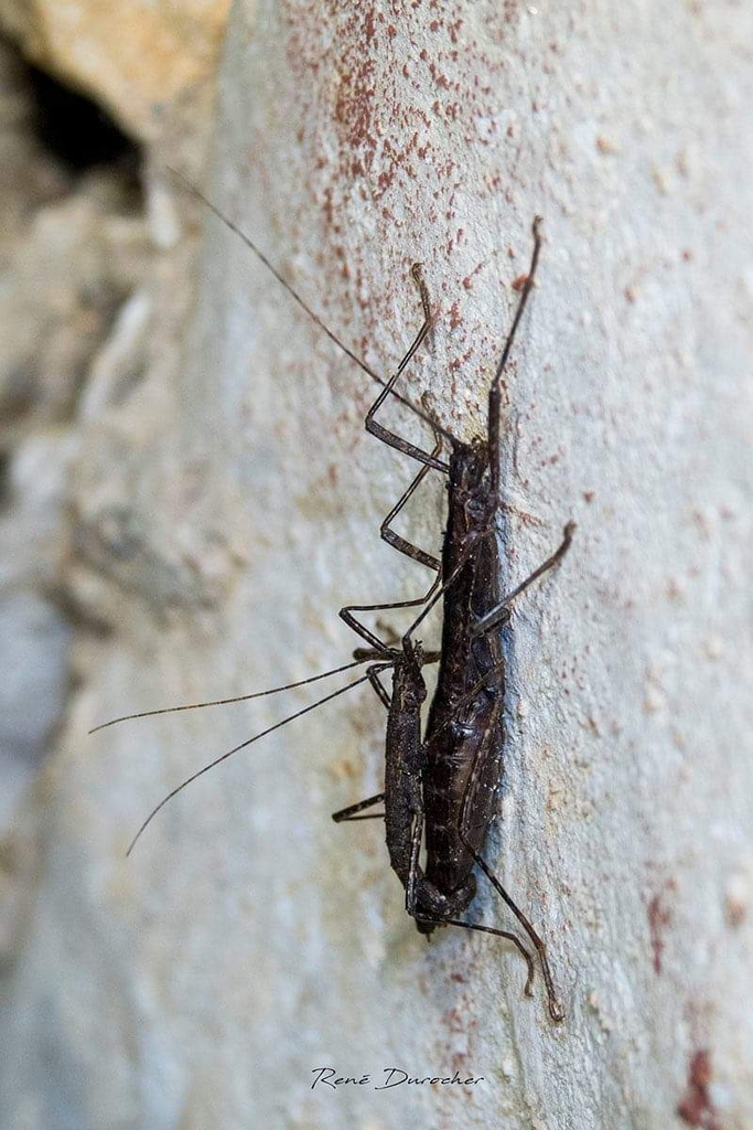 Malacomorpha bastardoae