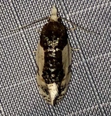 Henricus edwardsiana