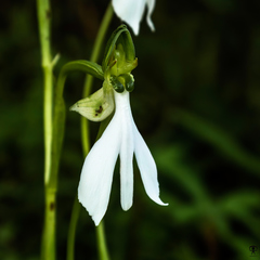 Habenaria longicorniculata