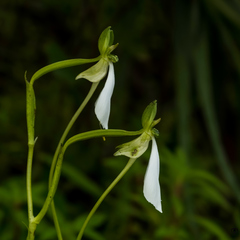 Habenaria longicorniculata