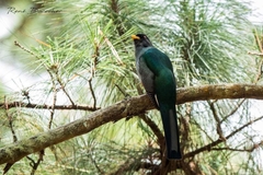 Priotelus roseigaster