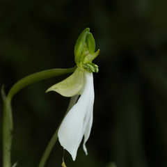 Habenaria longicorniculata
