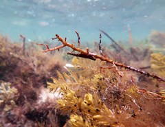 Parvicrepis parvipinnis