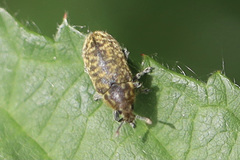 Rhinocyllus