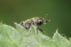 Rhinocyllus