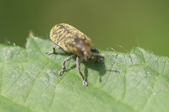Rhinocyllus