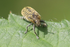 Rhinocyllus