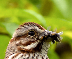 Song Sparrow photo 5