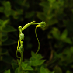 Habenaria longicorniculata