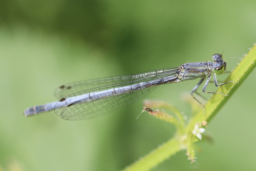 Western Forktail