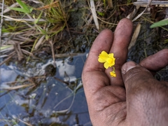 Utricularia inflata