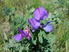 Lathyrus pauciflorus