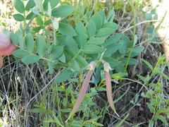 Lathyrus pauciflorus