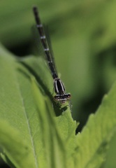 Enallagma geminatum