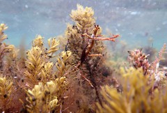 Parvicrepis parvipinnis