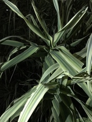 Arundo donax versicolor