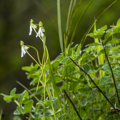 Habenaria longicorniculata