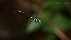 Lamelligomphus castor