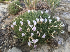 Astragalus simplicifolius
