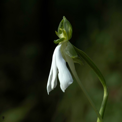 Habenaria longicorniculata
