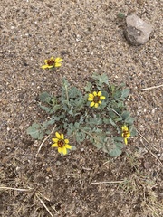 Berlandiera lyrata