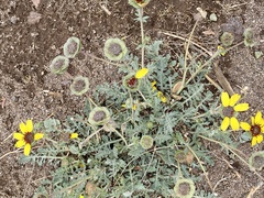 Berlandiera lyrata