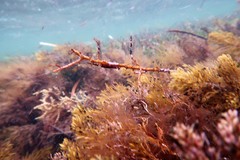 Parvicrepis parvipinnis
