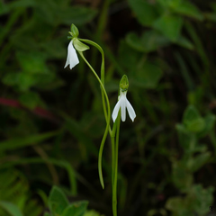 Habenaria longicorniculata