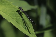 Enallagma geminatum