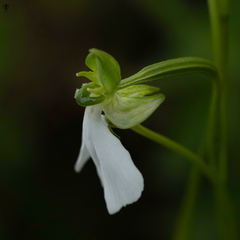 Habenaria longicorniculata
