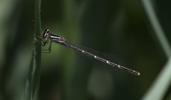 Enallagma geminatum