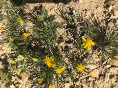 Stenotus armerioides