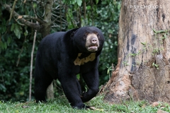 Helarctos malayanus malayanus