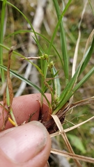 Carex deflexa boottii